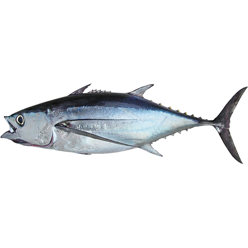 Longfin tuna