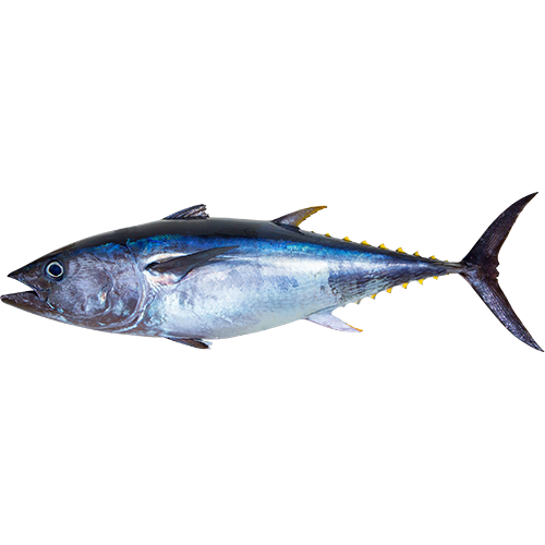 Yellow fish tuna