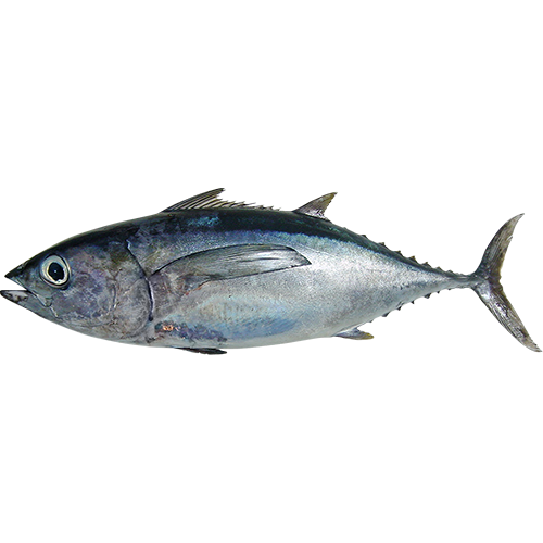 Blackfin tuna