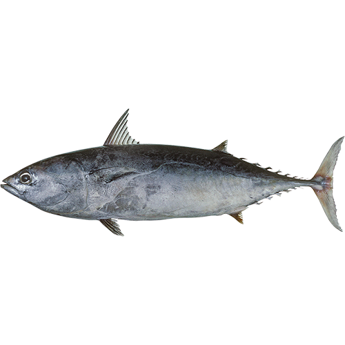 Frigate tuna