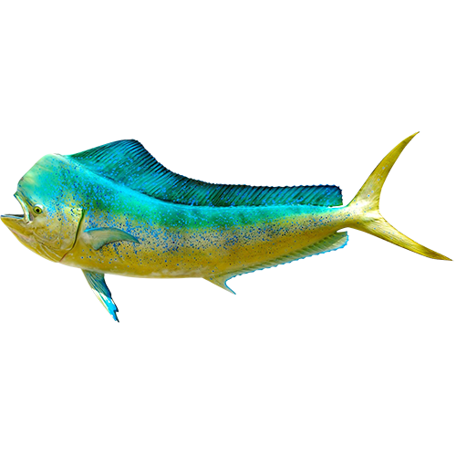 Common dolphin fish