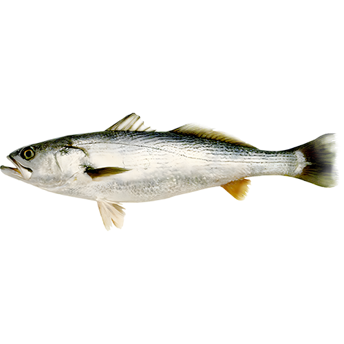 Stripped weakfish